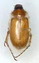 Phobetus mojavus
