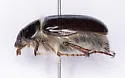 Phobetus palpalis - photo 2
