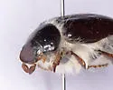 Phobetus palpalis - photo 3