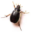 Phobetus palpalis - photo 4