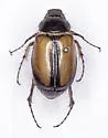 Phobetus saylori