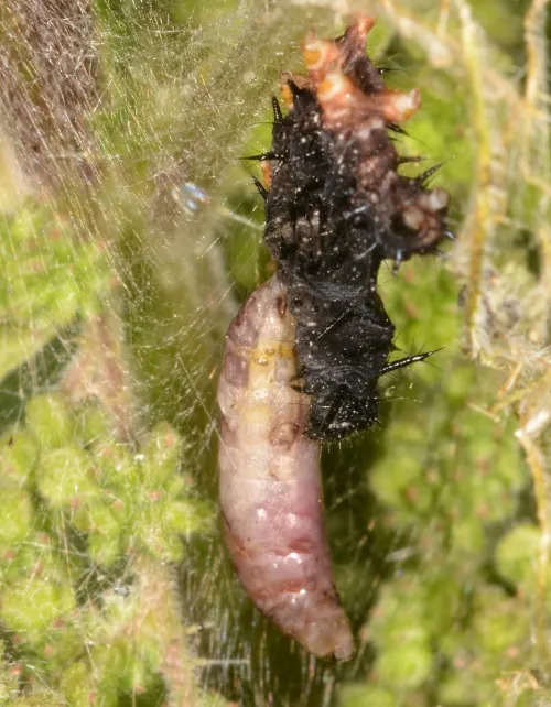 Phobocampe confusa - photo 2