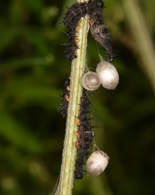 Phobocampe confusa - photo 3