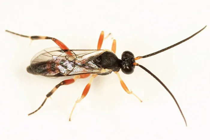 Phobocampe geometrae - photo 2