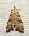 Phobolosia anfracta - Hodges#8439 - photo 5