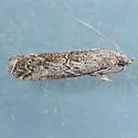 Phobus curvatella - Hodges#5816