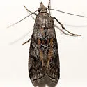 Phobus curvatella - Hodges#5816 - photo 2