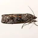 Phobus curvatella - Hodges#5816 - photo 3