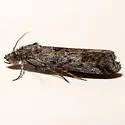 Phobus curvatella - Hodges#5816 - photo 4