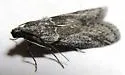 Phobus funerella - Hodges#5815 - photo 5