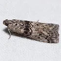 Phobus incertus - Hodges#5817