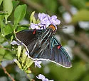 Guava Skipper - Hodges#3866