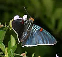 Guava Skipper - Hodges#3866 - photo 2