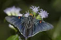 Guava Skipper - Hodges#3866 - photo 4
