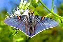 Guava Skipper - Hodges#3866 - photo 5