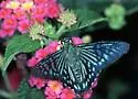 Urania Skipper - Hodges#3867 - Phocides urania