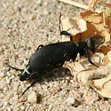 Phodaga alticeps - Phodaga alticeps