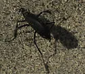 Phodaga alticeps - photo 3