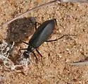 Phodaga alticeps - photo 5