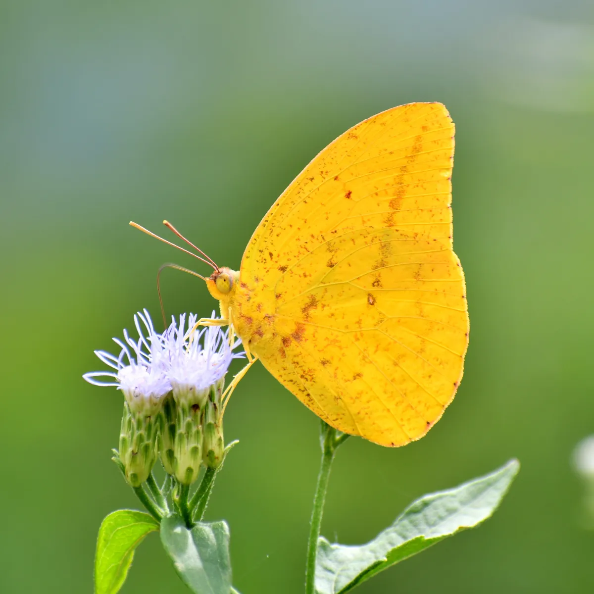 Large Orange Sulphur - photo 3