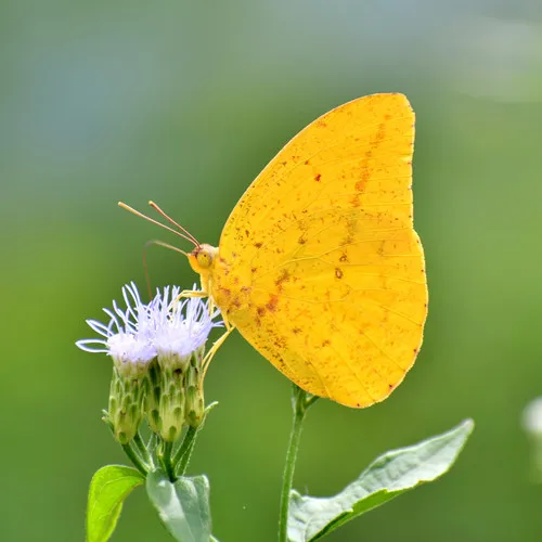Large Orange Sulphur - photo 4