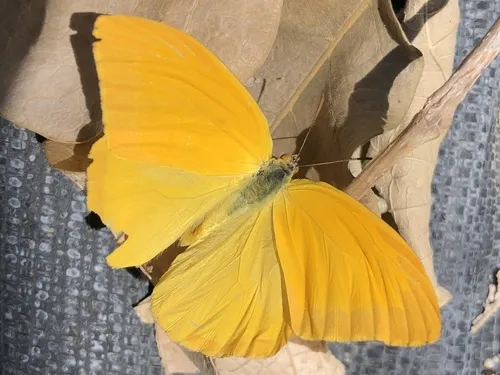 Large Orange Sulphur - photo 5