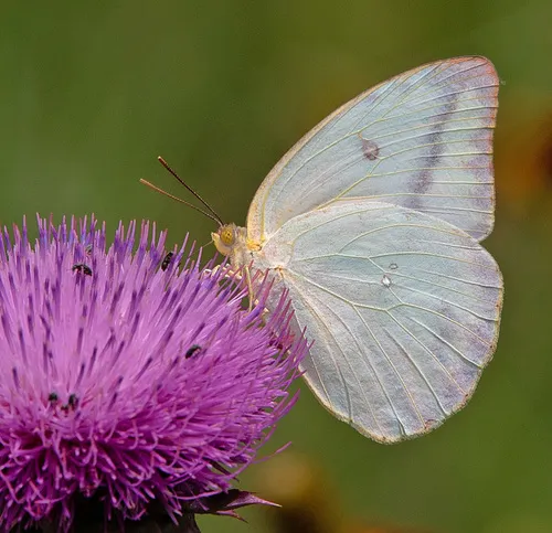 Large Orange Sulphur - photo 6