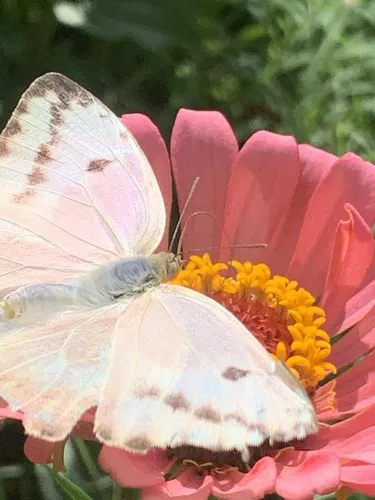 Large Orange Sulphur - photo 7