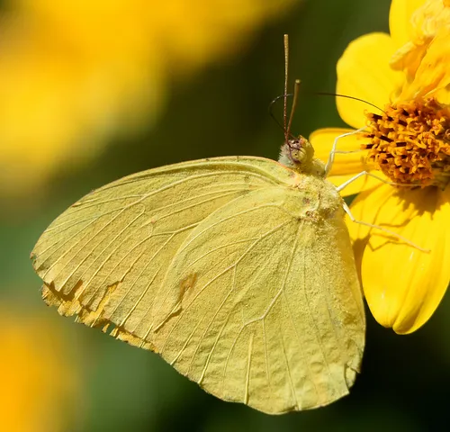 Large Orange Sulphur - photo 8