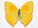 Tailed Sulphur - Hodges#4232