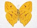 Tailed Sulphur - Hodges#4232 - photo 2