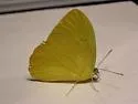 Orange-barred Sulphur - Hodges#4229 - photo 2