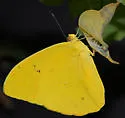 Orange-barred Sulphur - Hodges#4229 - photo 4