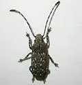 Phoenicobiella chamaeropis