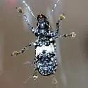 Phoenicobiella chamaeropis - photo 2