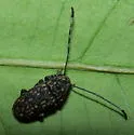 Phoenicobiella chamaeropis - photo 4
