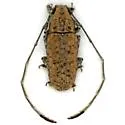Phoenicobiella schwarzii
