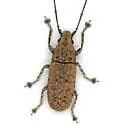 Phoenicobiella schwarzii - photo 2