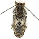 Phoenicobiella schwarzii - photo 3