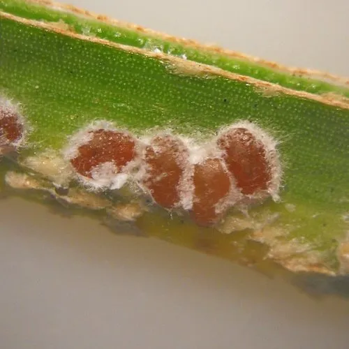 Red Date Scale - photo 2
