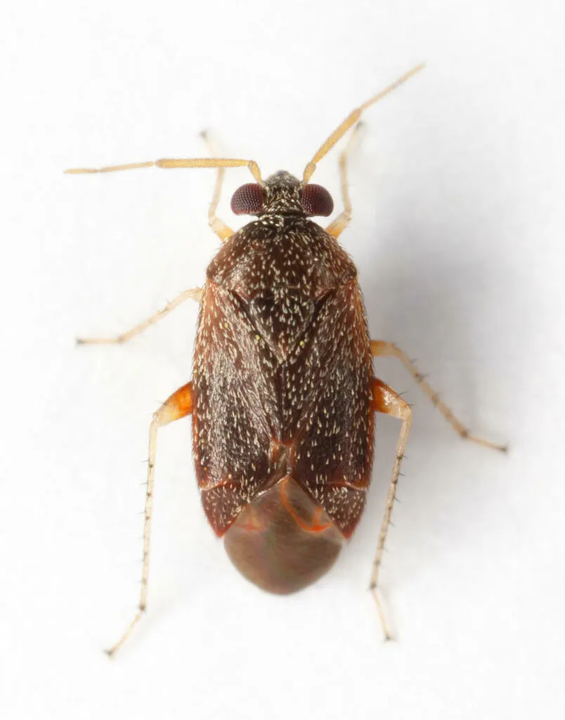 Phoenicocoris australis - photo 2