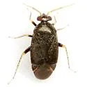 Phoenicocoris claricornis