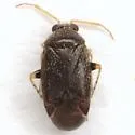 Phoenicocoris claricornis - photo 2