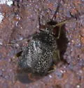 Phoenicocoris claricornis - photo 3