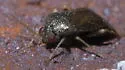 Phoenicocoris claricornis - photo 4