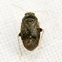 Phoenicocoris claricornis - photo 5