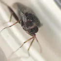 Phoenicocoris rostratus - photo 2