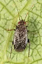 Phoenicocoris rostratus - photo 3