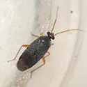 Phoenicocoris strobicola