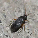 Phoenicocoris strobicola - photo 2